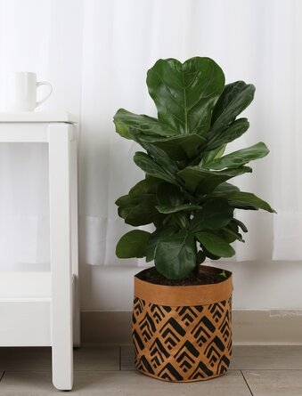 Costa Farms 10'' Fiddle Leaf Fig Plant Floor Plant in a Washable Paper Basket with Air Purifying Qualities - Image 0