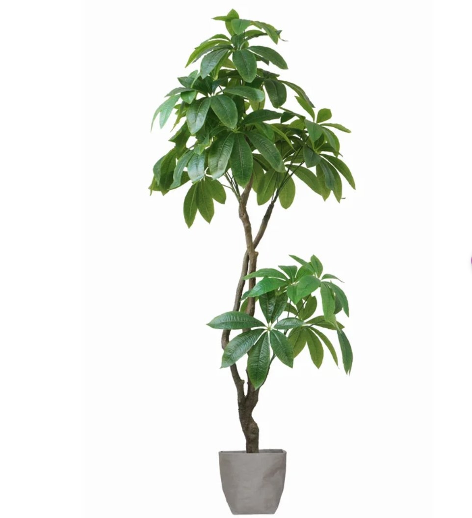 72" H Real Touch Indoor/Outdoor Pachira Aquat Tree in Planter - Image 0