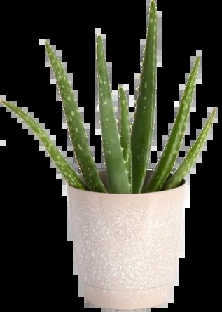 Costa Farms 12'' Live Aloe Succulent in Planter - Image 0