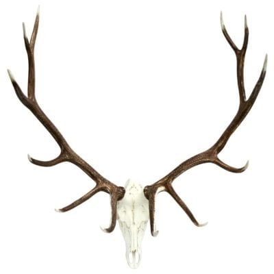 Elk European Wall Décor - Image 0