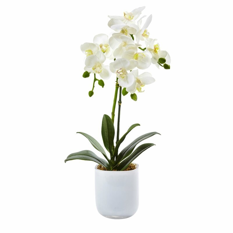 Phalaenopsis Orchids Floral Arrangements in Glass Vase - Image 0