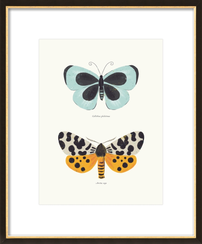 Butterfly Species by Sabina Radeva 16X20 Black gold frame - Image 0