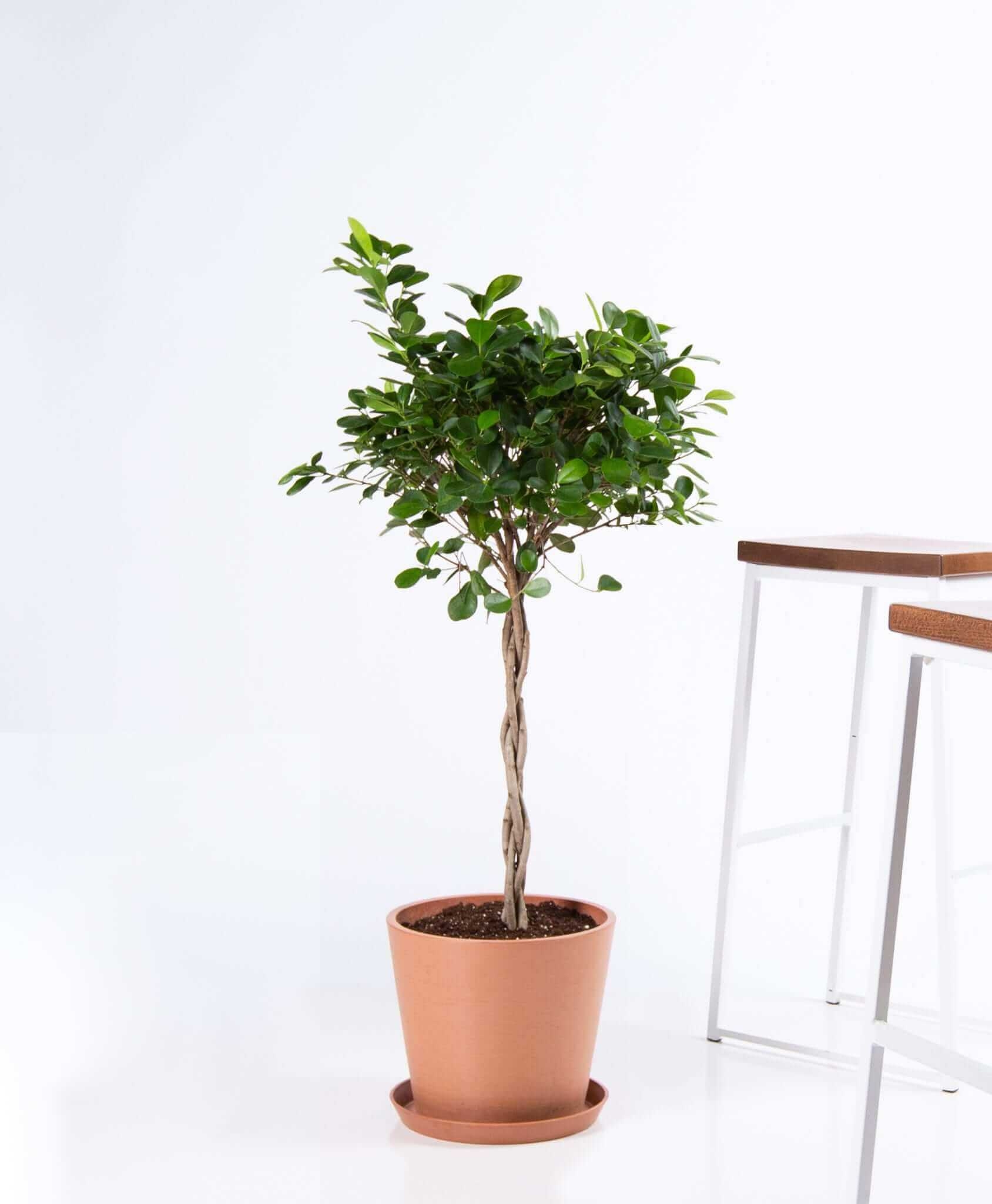 Ficus danielle - Clay - Image 0