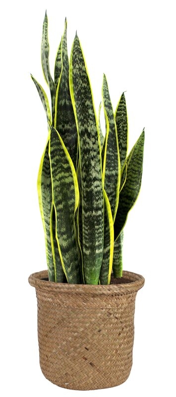 Costa Farms Low Maintenance 24'' Snake Plant Floor Plant in a Wicker / Rattan Basket with Air Purifying Qualities for Outdoor Use - Image 1