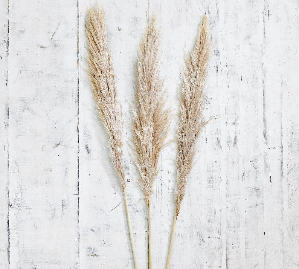 Dried Pampas Grass Branches, Natural - Set of 3 - Image 0