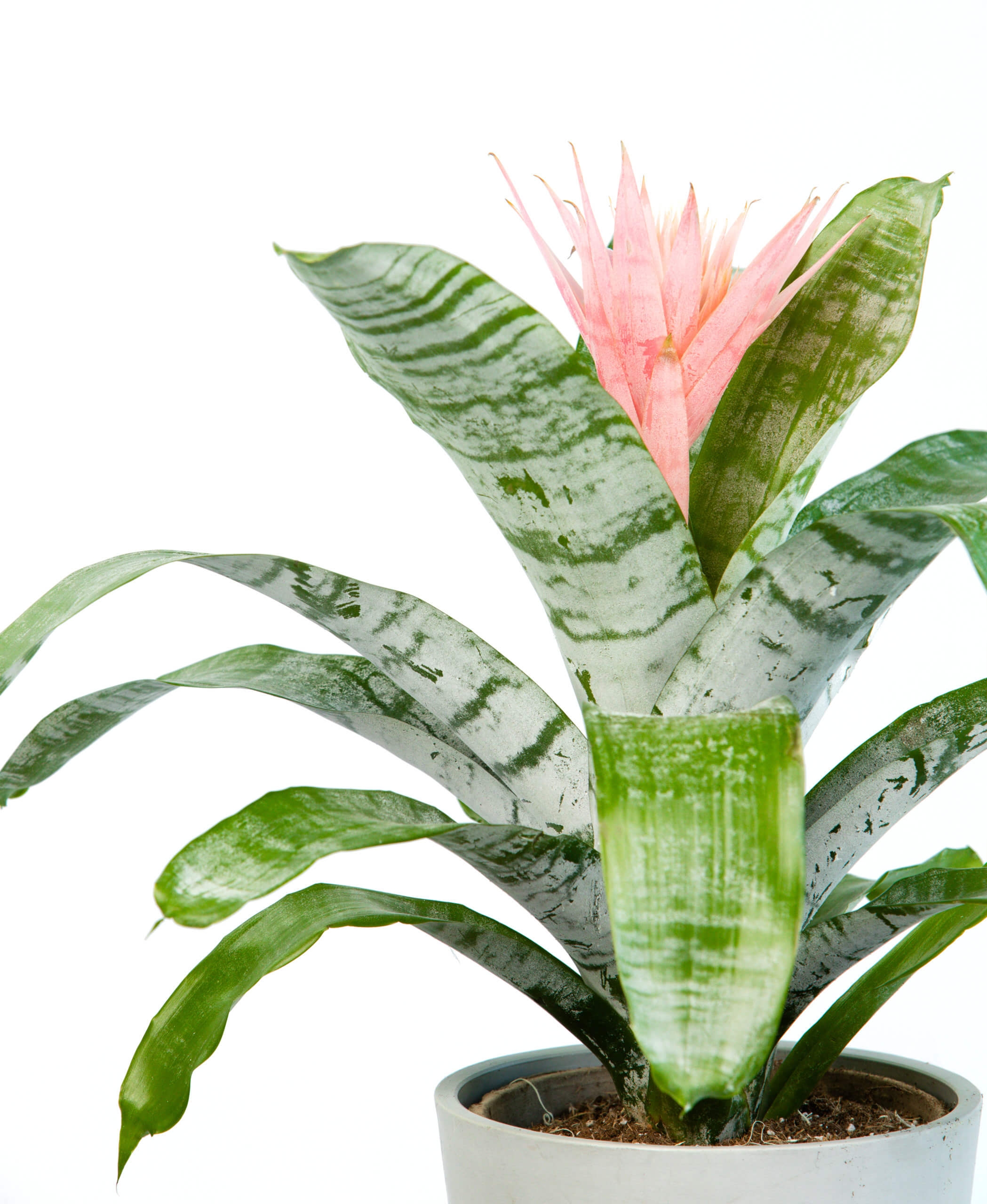 Bromeliad Aechmea Pink - Image 1