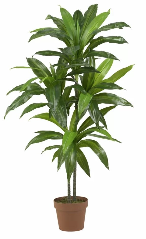 42" Dracaena Plant in Planter - Image 0