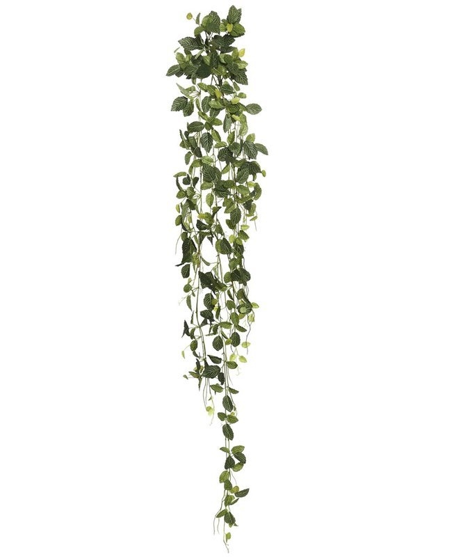 Fittonia Hanging Bush Ivy Plant - Image 0