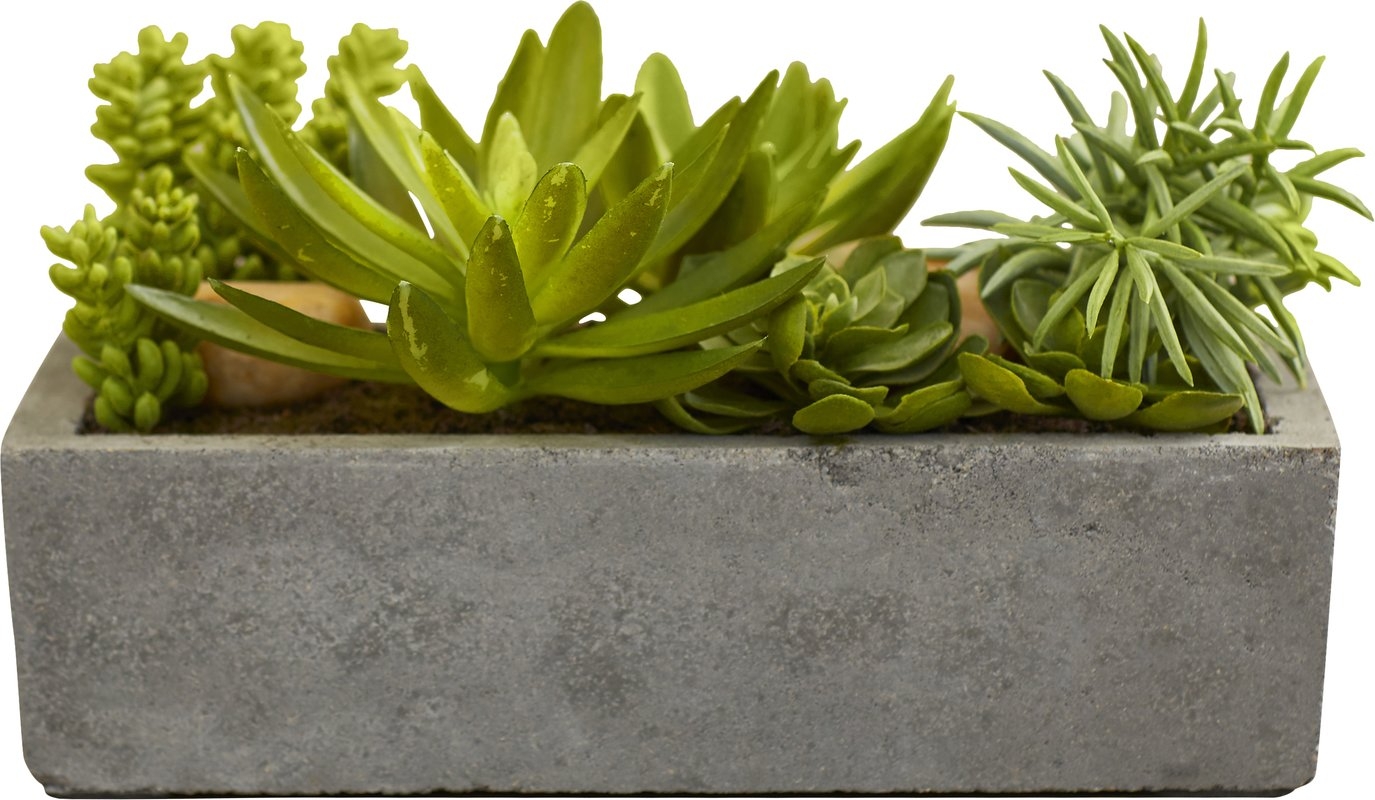 Floor Succulent Plant in Concrete Planter - Image 0