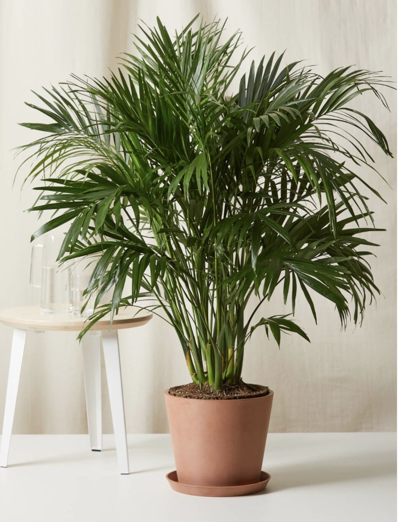 Cat Palm (clay colored pot) - Image 0