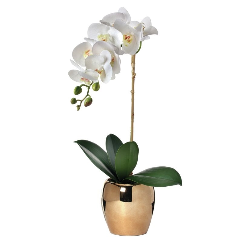 Orchid Floral Arrangement And Centerpiece In Vase - Image 0