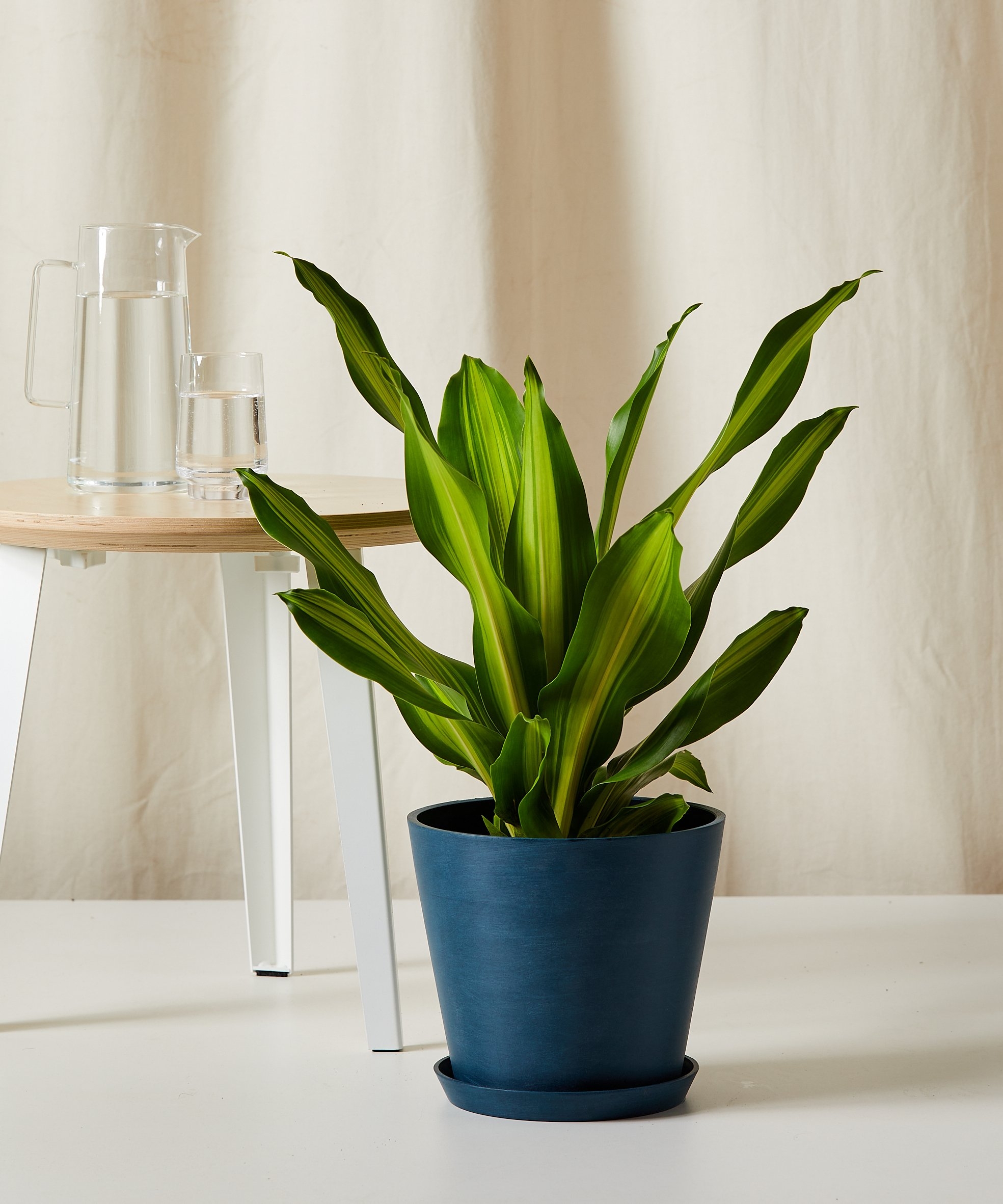 Dracaena Golden Heart - Image 0