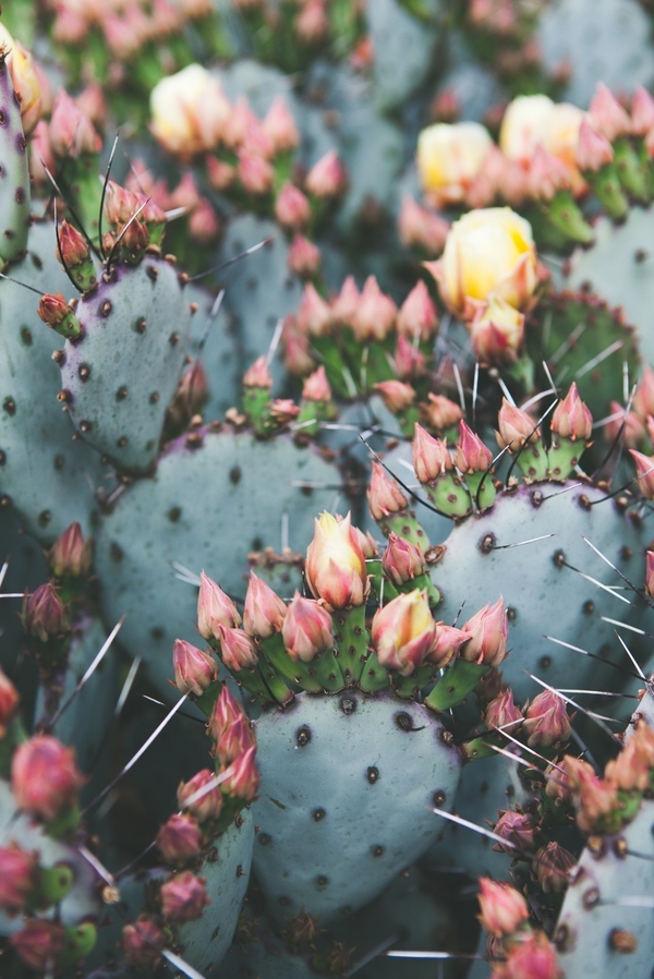 Prickly Pear BY CATHERINE MCDONALD - Image 0