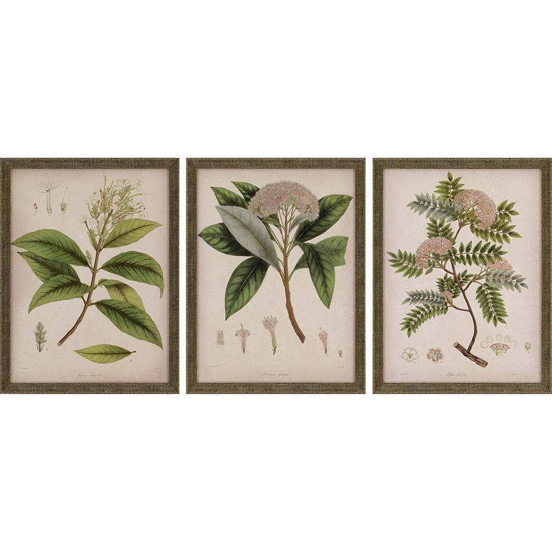 'Plants II' 3 Piece Picture Frame Graphic Art Set - Image 0