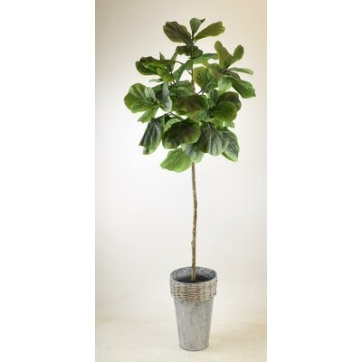 Fig Fiddle Leaf Fig Tree in Galvanized Pot - Image 0