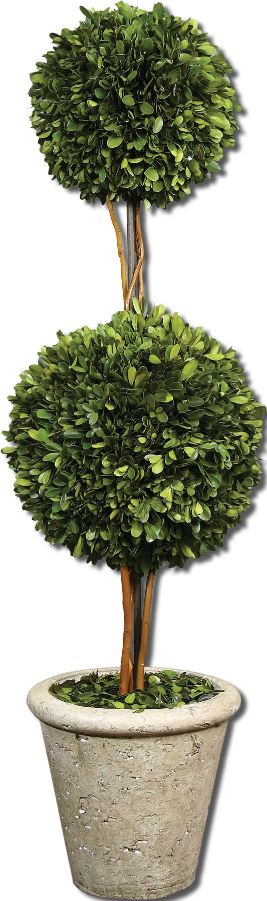 Two Sphere Topiary Preserved Boxwood - Image 0