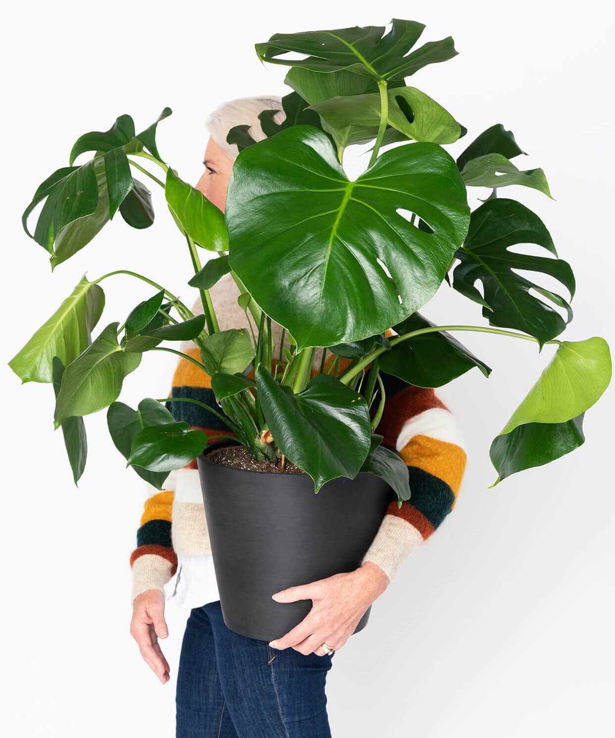 monstera with clay pot - Image 1