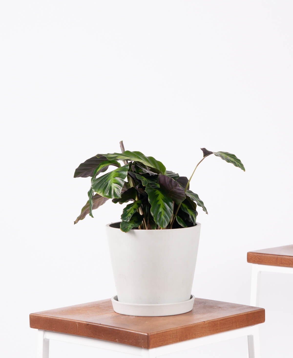 Calathea Misto - Stone - Image 0