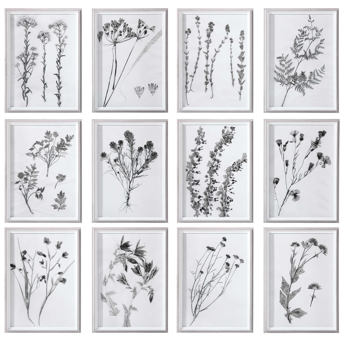 Contemporary Botanicals Framed Prints, Set of 12 - Image 0