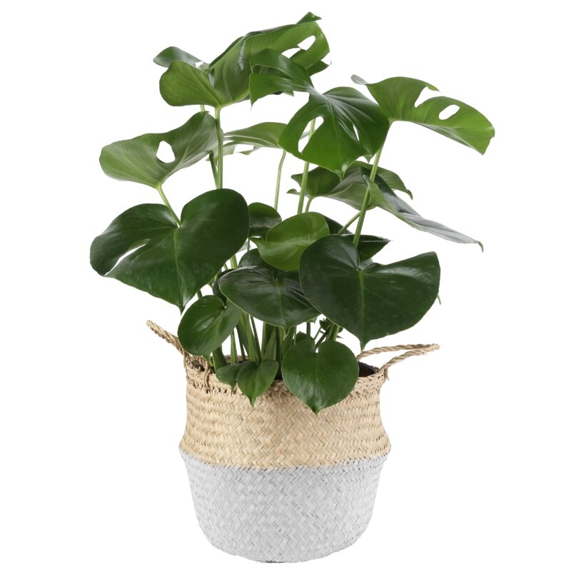 28'' Live Philodendron Plant in Basket - Image 1