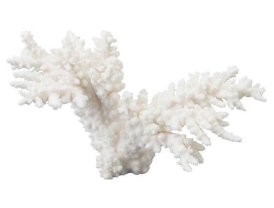 BRANCH CORAL - Image 0