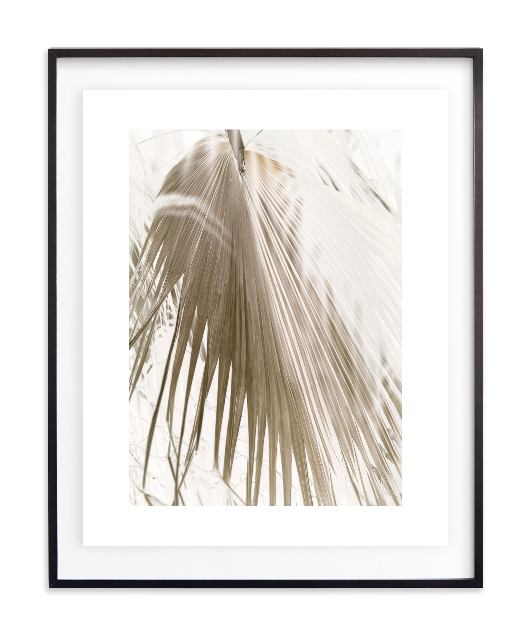 Vanilla Palm - Day - Float Mounted Matte Black Frame - 24x30 - Image 0