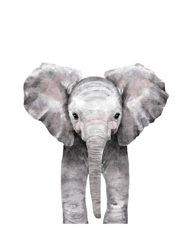 Baby Animal Elephant, 16"x20", Unframed Print - Image 0