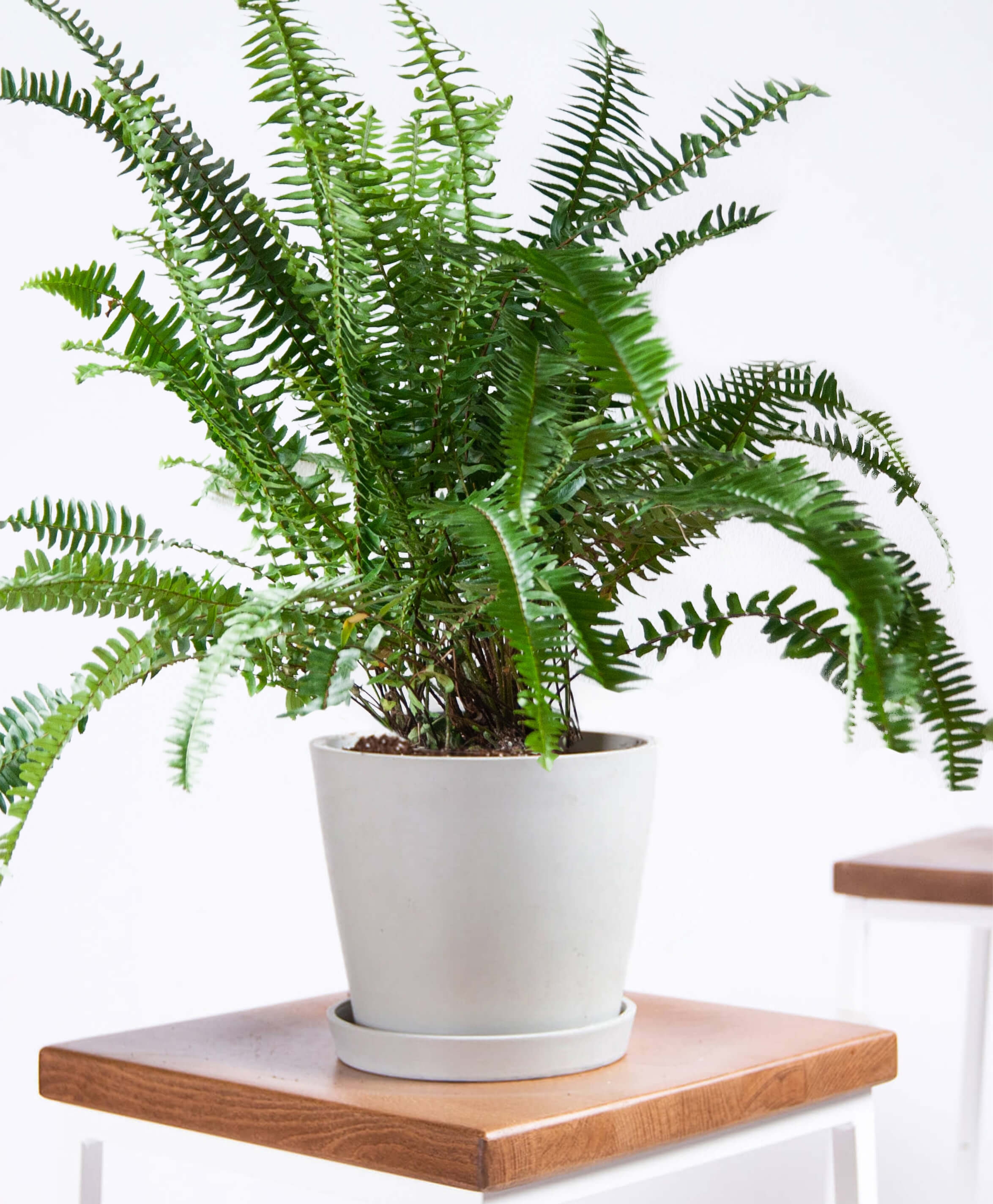 Kimberly queen fern - Stone - Image 0