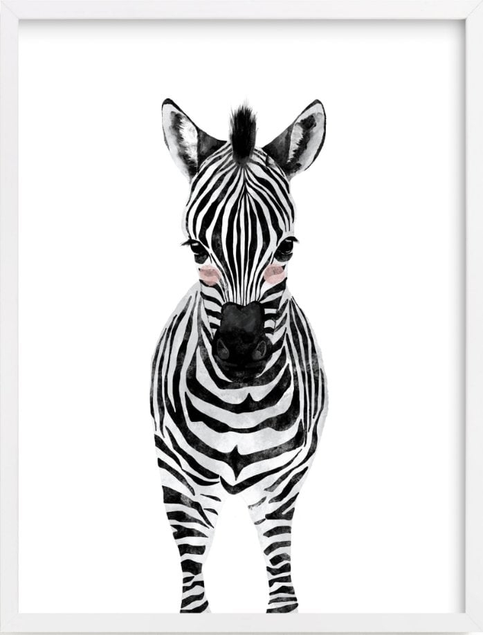 baby animal.zebra - Image 0