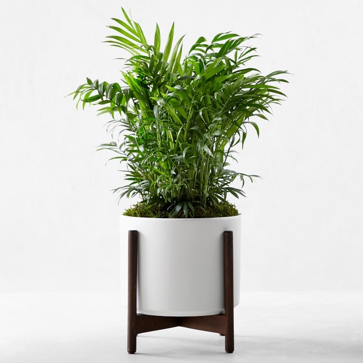 Leon &amp; George Parlor Palm Potted Plant, Small, White - Image 0
