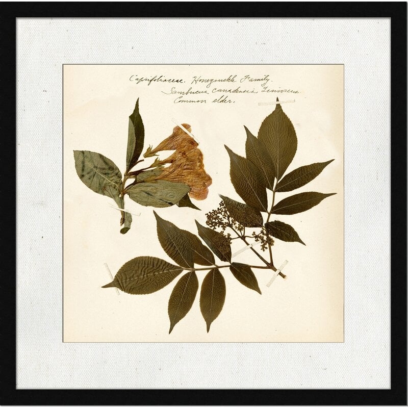 Wendover Art Group Pressed Botanical 6 - Picture Frame Print on Paper - Image 0