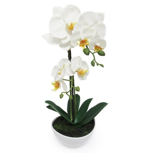 Phalaenopsis Orchid Flower Arrangements in Planter - Image 1