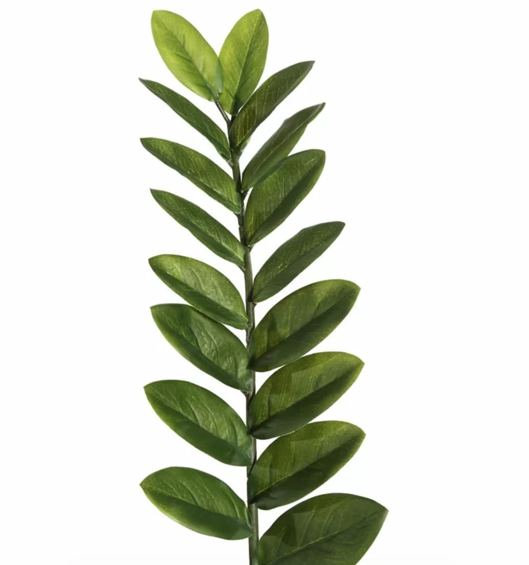 Succulent Zamifolia Plant in Pot - Image 1