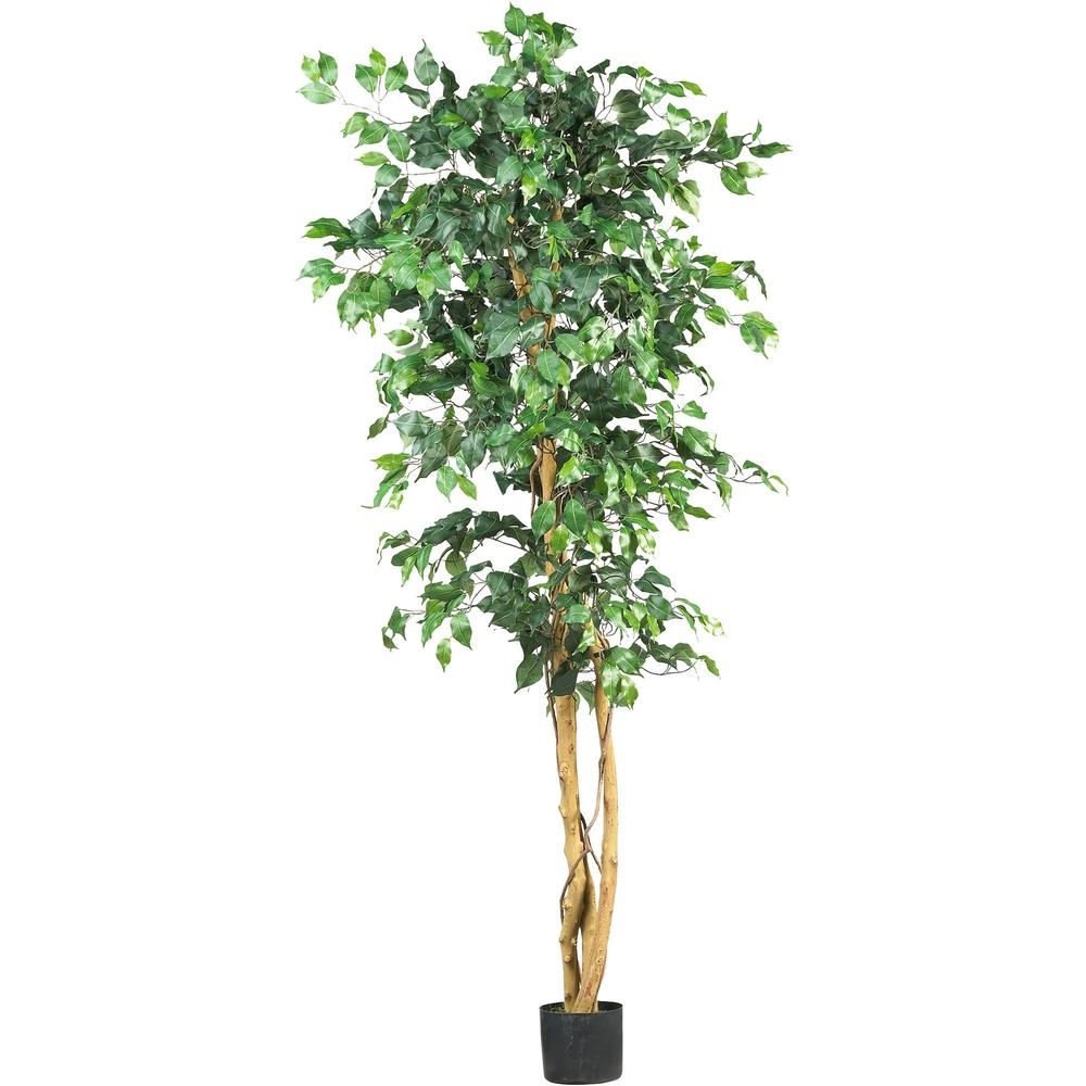 5' Ficus Silk Tree - Image 0