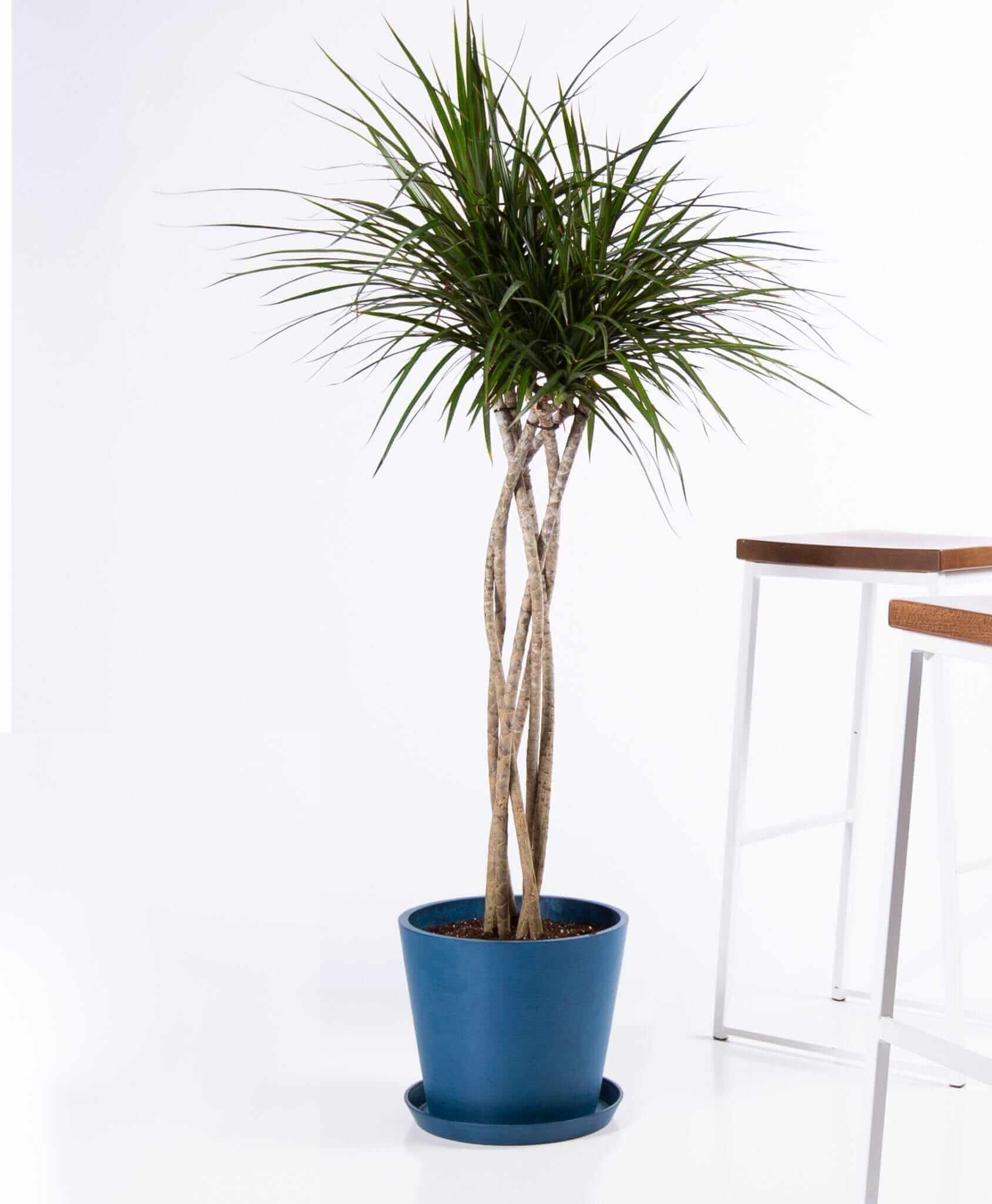 Dracaena Marginata Open Weave - Indigo - Image 1