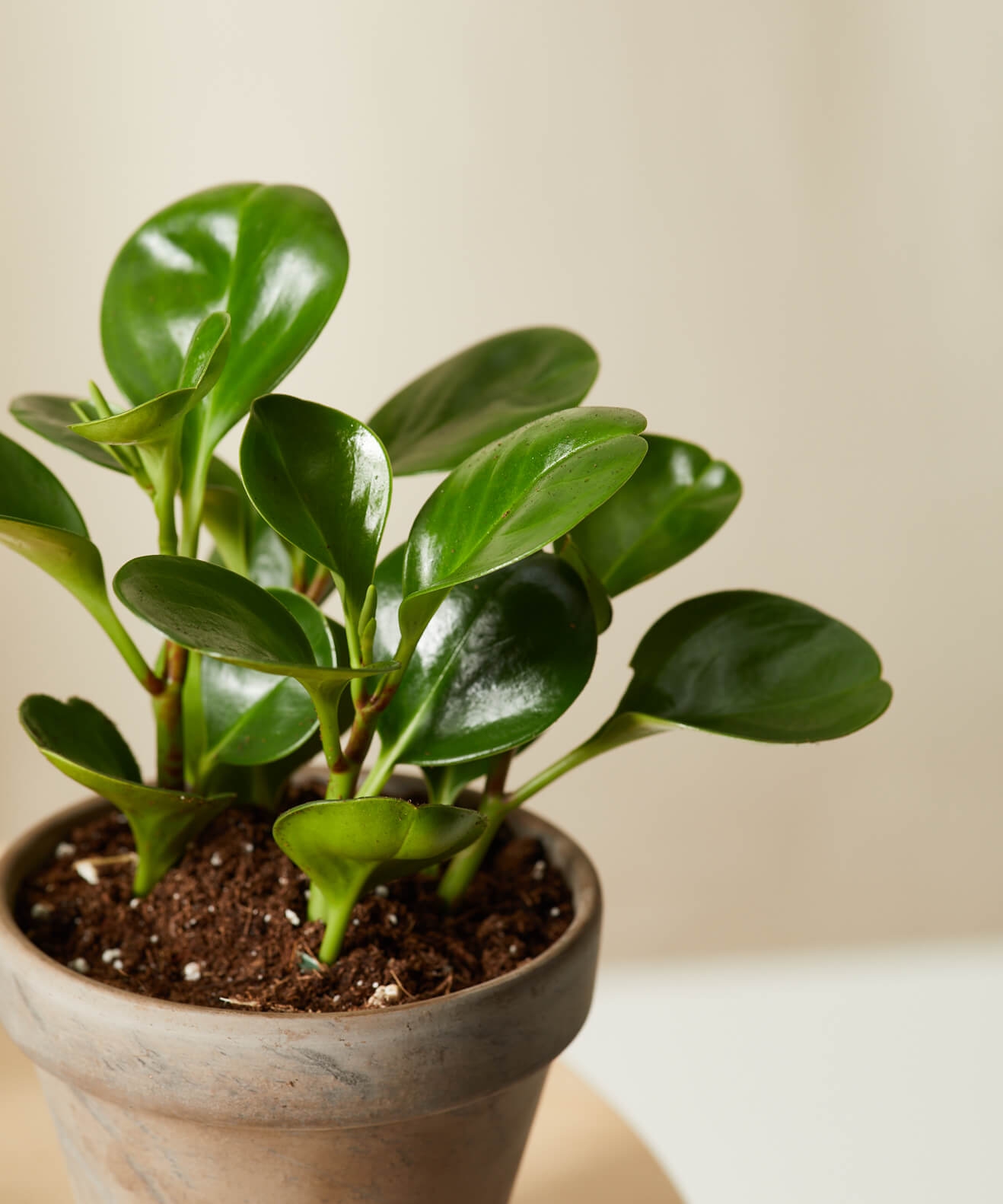 Pet-Peromia Collection - Image 1