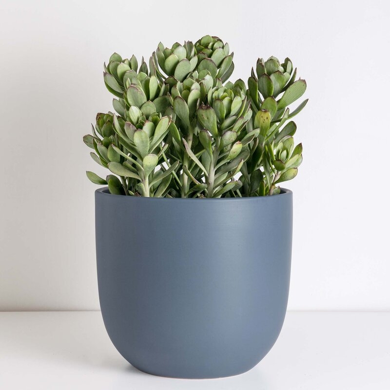 Contour Ceramic Pot Planter / Blue Indigo - Image 1