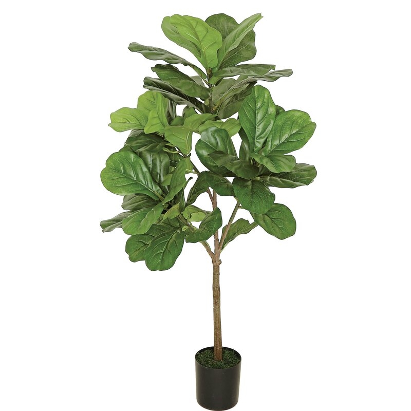 Deluxe 6' Fiddle Leaf Fig Tree in Planter - Image 0