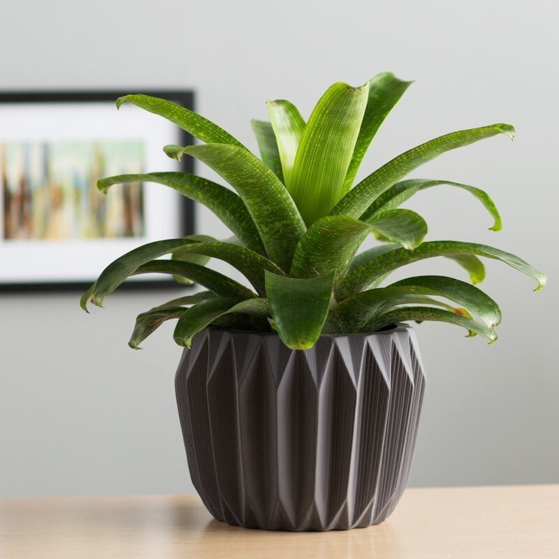 Amare Fluted Ceramic Pot Planter - Image 0