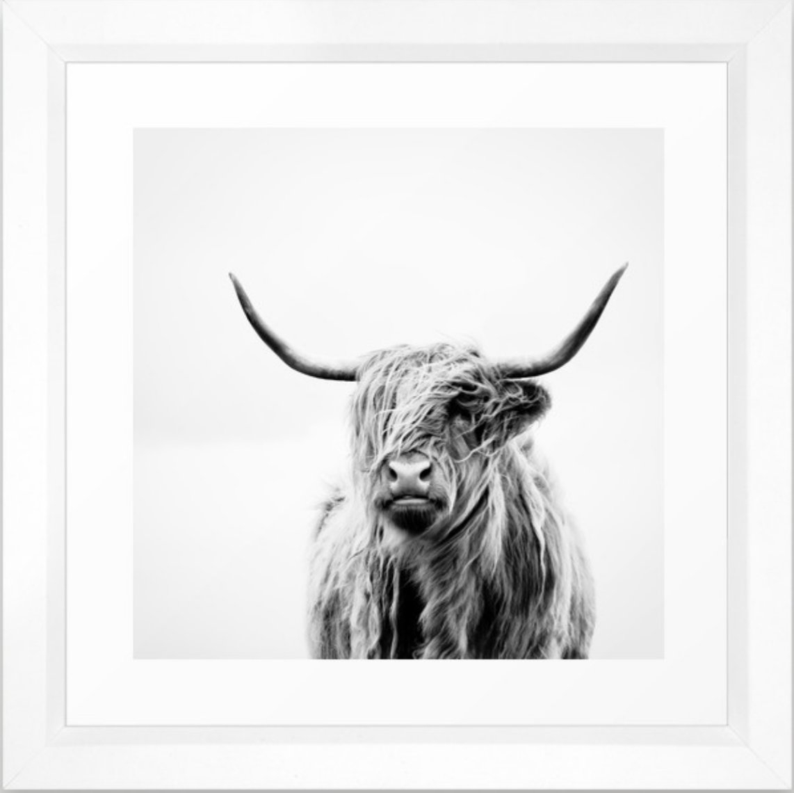 Portrait Of A Highland Cow: Mini 12x12 - Image 0