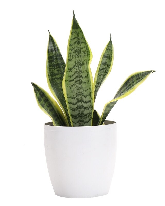 Thorsen's Greenhouse Live Laurentii Snake Plant in Classic Pot - Image 0