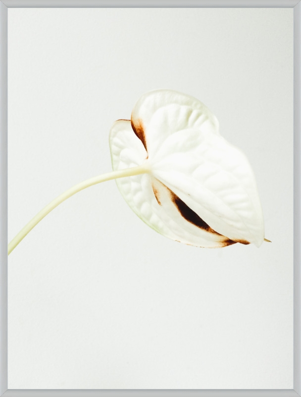 Anthurium  BY JANNEKE LUURSEMA, 11x14, Silver Frosted Metal Frame/ No Matte - Image 0
