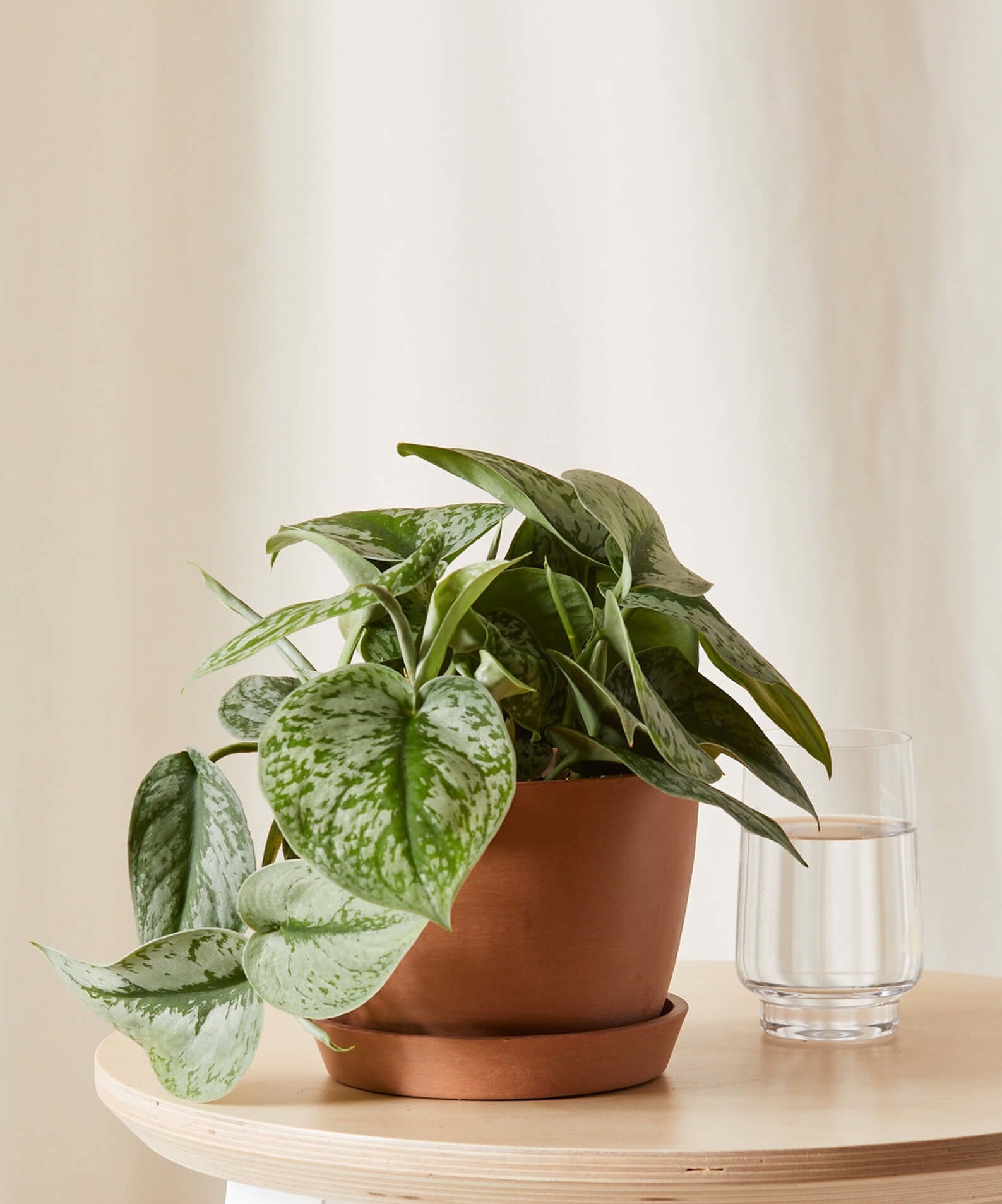Silver Pothos -  Clay - Image 0