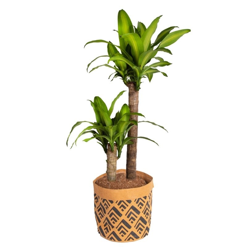 Dracaena Plant in Basket - Image 0