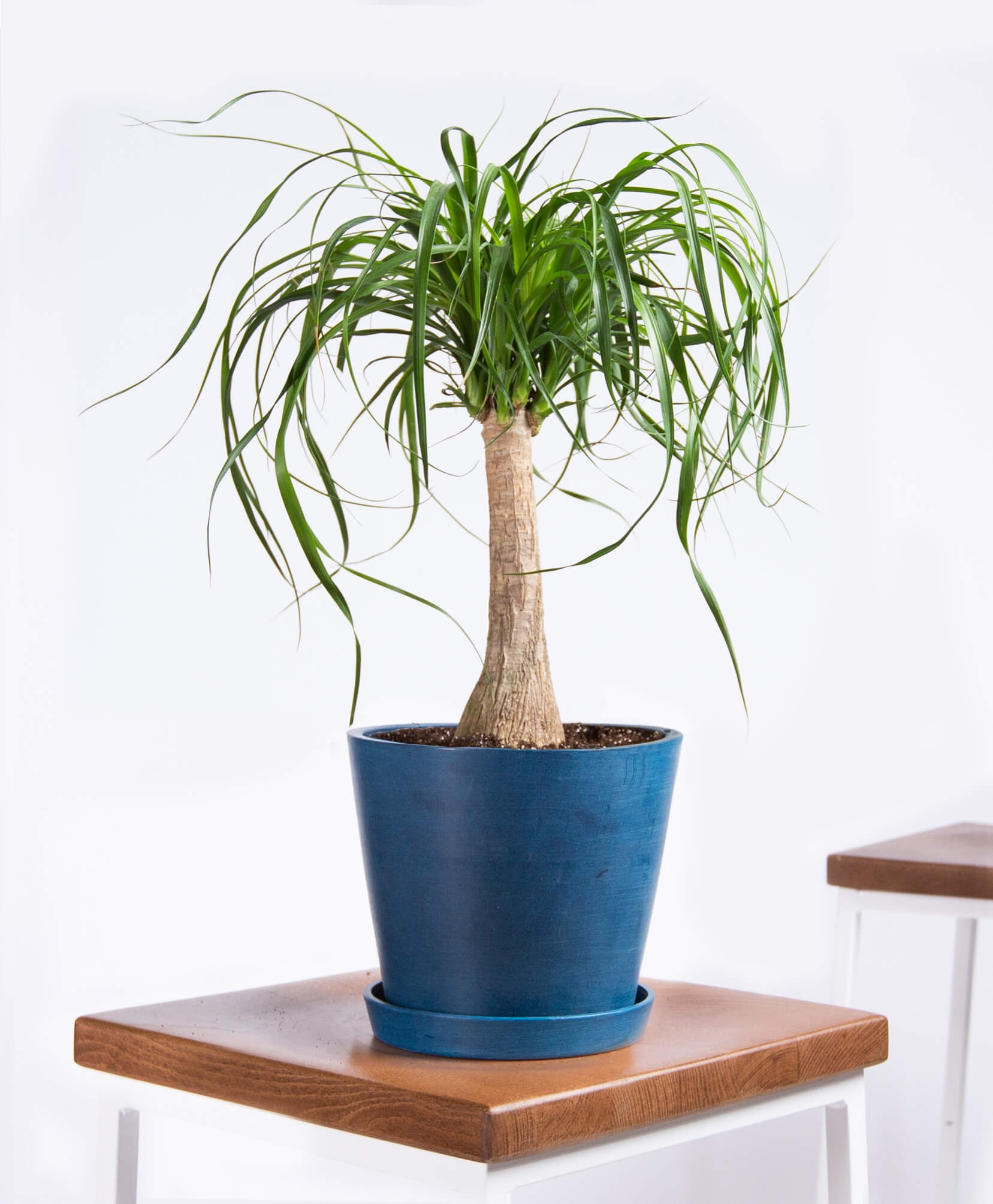 Ponytail Palm - Indigo - Image 0