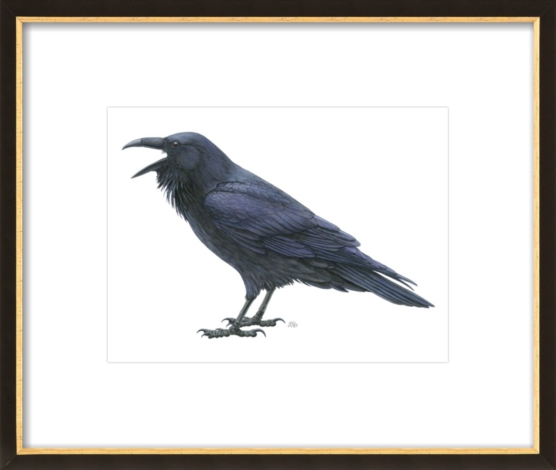 Common raven - Image 0