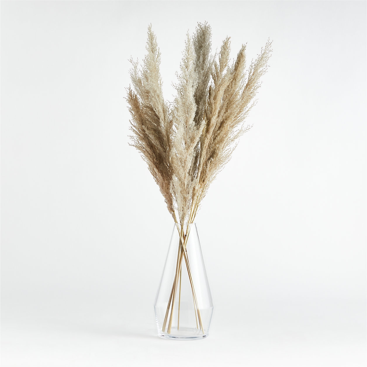 Grass Plume Dried Botanical Bunch - Image 2