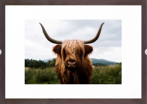 Scottish Highland Cattle in Scotland Portrait II Framed Art Print - Image 0