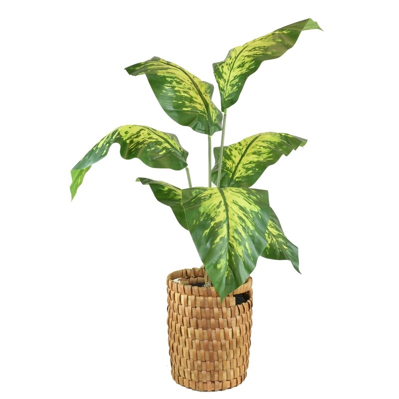 Floor Palm Plant in Basket - Image 0