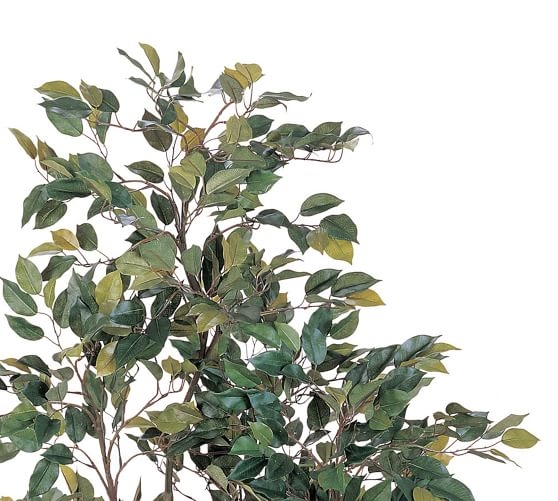 Faux Potted Ficus Tree - Image 2
